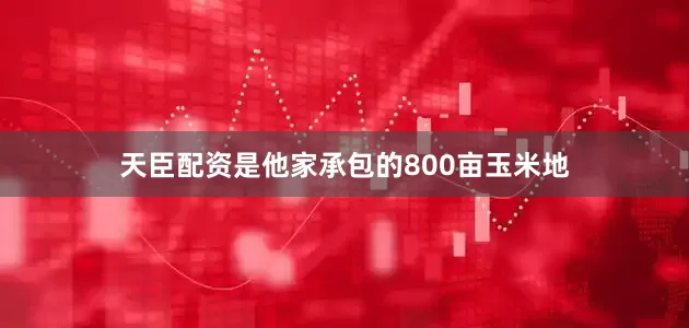 天臣配资是他家承包的800亩玉米地